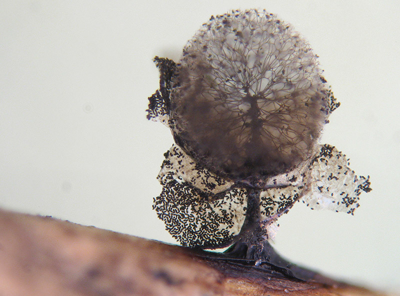 Lamproderma sauteri?